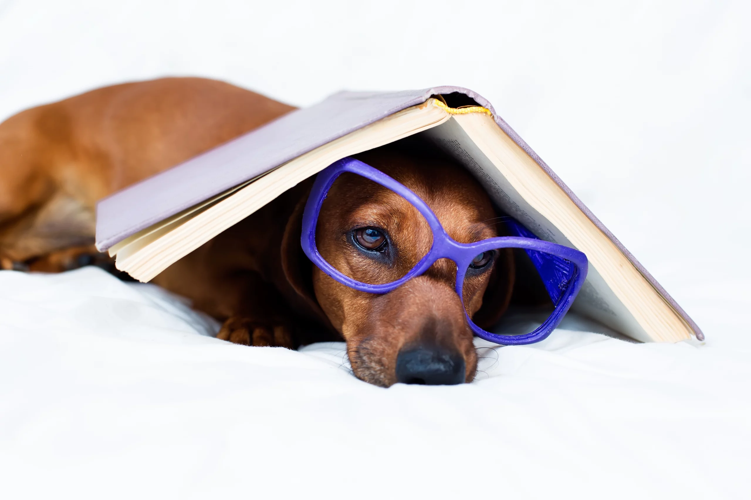 Chien qui lit un livre avec des lunettes