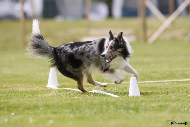 Chien en obéissance qui se retourne dans le carré