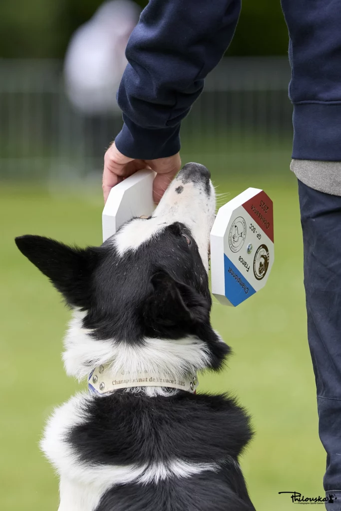 Conducteur tient l'haltère en obéissance