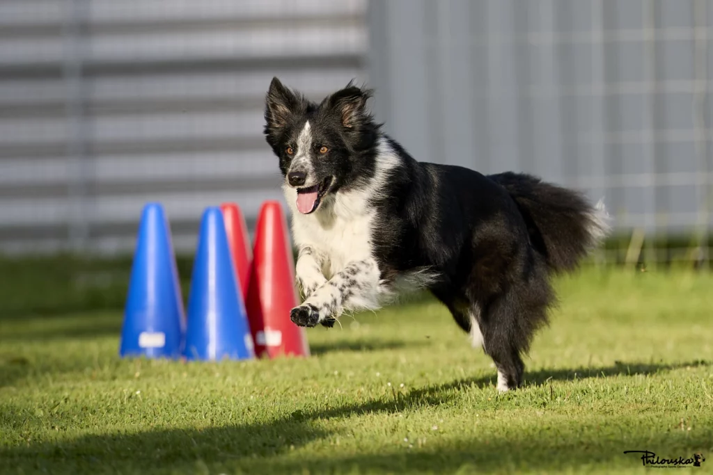 Chien en obéissance qui tourne autour des cônes
