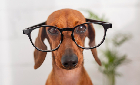 chien en obéissance à lunettes