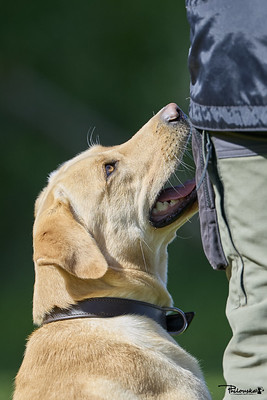 Un labrador sable regarde son conducteur avec attention