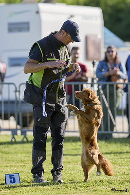 Un homme avec une casquette bleue tient une laisse et regarde son chien roux qui se tient debout sur ses pattes arrières dans un concours